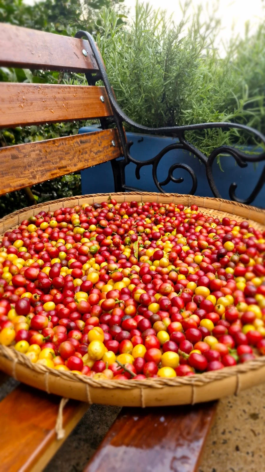 Frutos maduros colhidos na Fazenda Ezor
