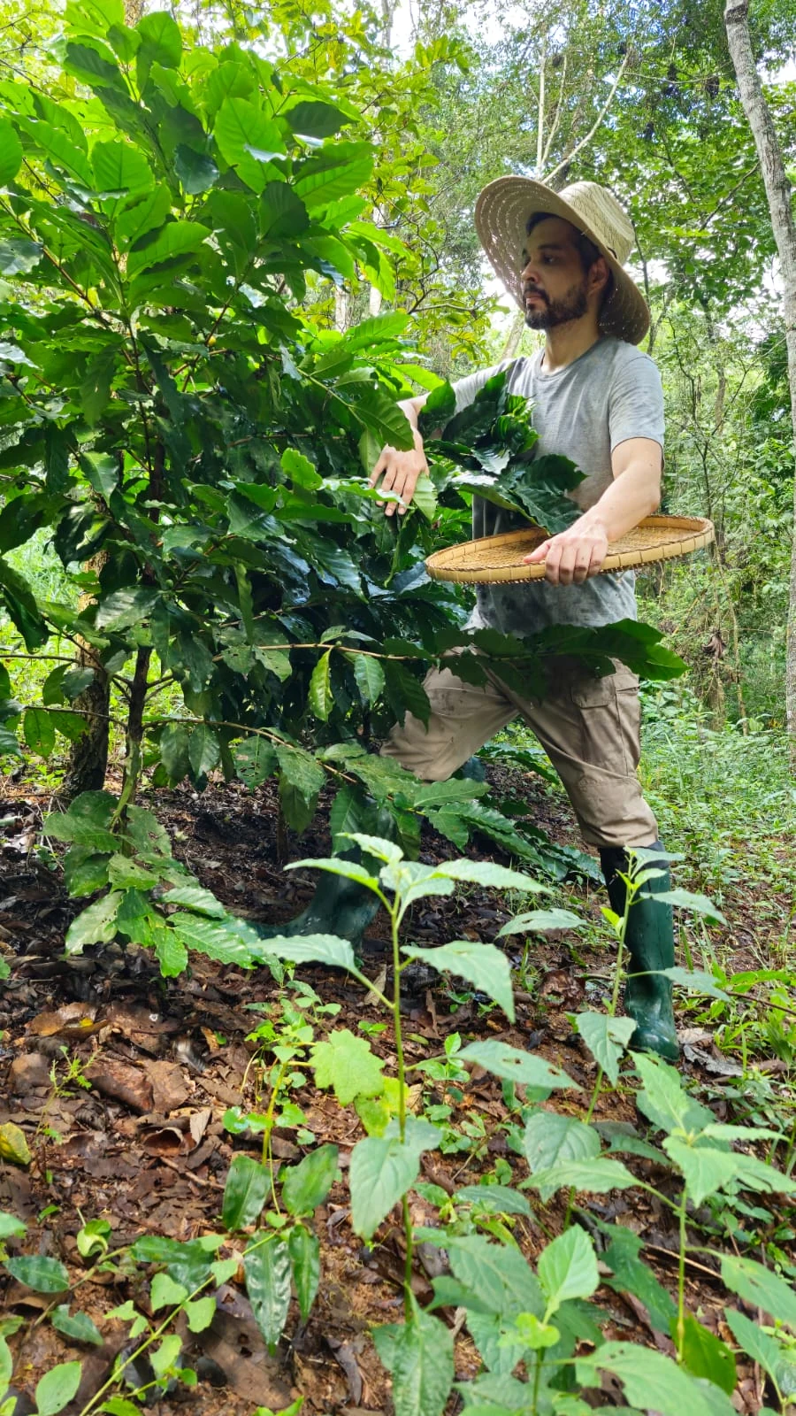 Bruno acompanhando os cafeeiros na área reflorestada da Fazenda Ezor