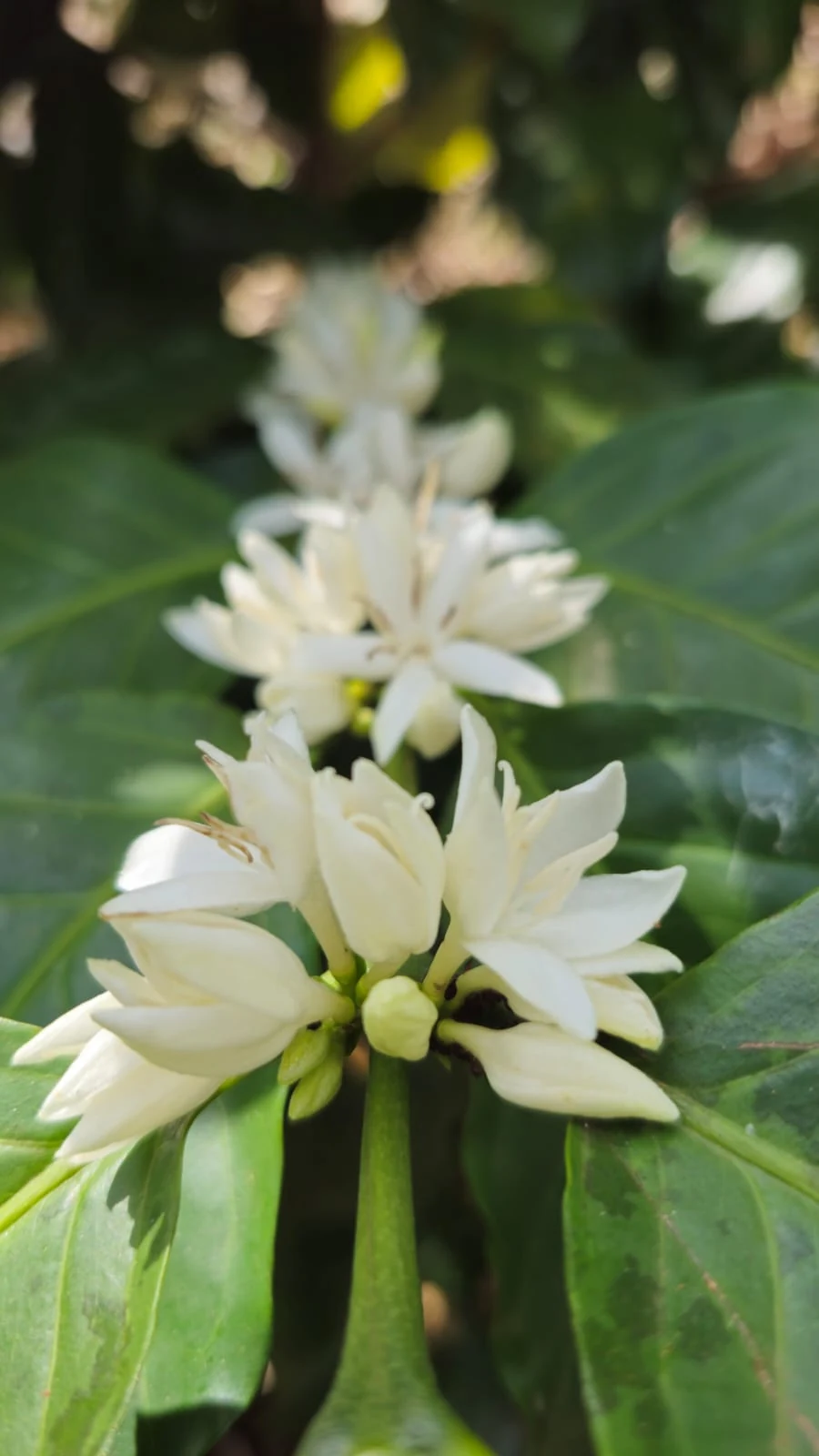 Flor do cafeeiro